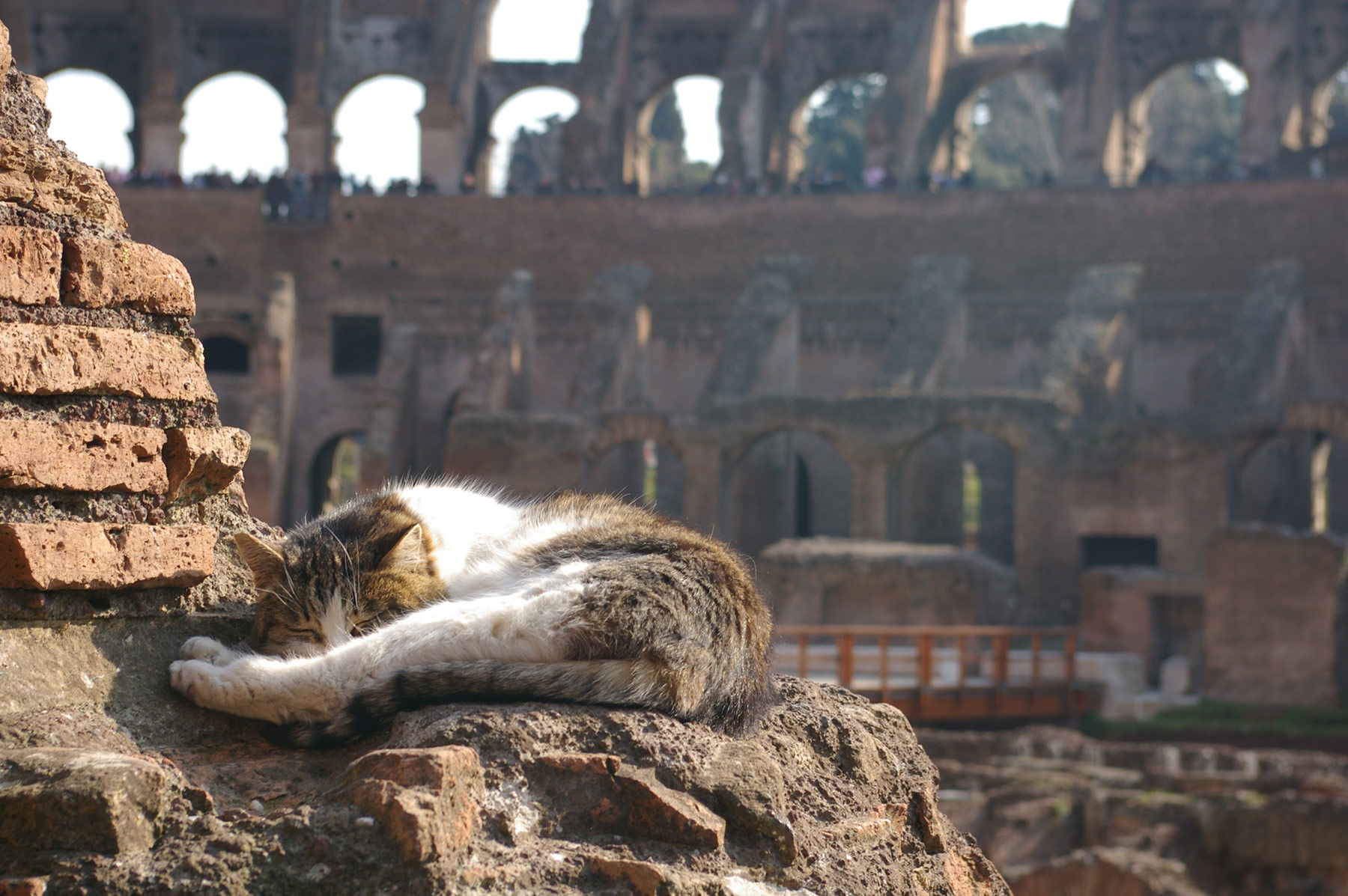Kissa Colosseumilla © Deb Collins Flickr.com CC