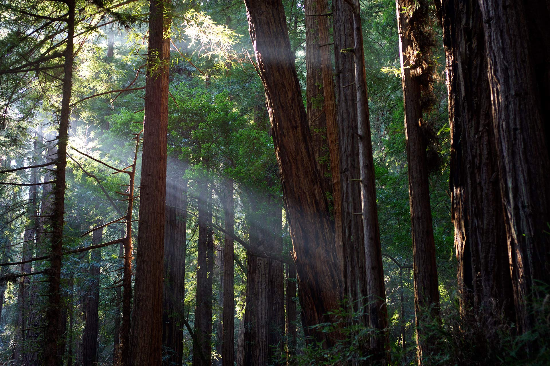 Auringon maaginen valo lävistää Muir Woodsin punapuut. Kuva: Julian Fong, Flickr.com, CC 2.0.